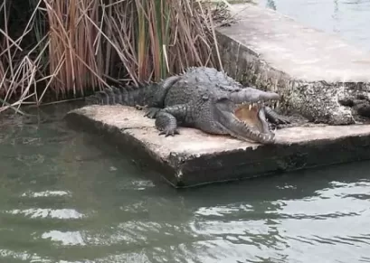 Black-River-Safari-St-Elizabeth